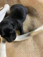 Sarge, a male Labrador Retriever for sale in Centralia, IL – 4 of 4