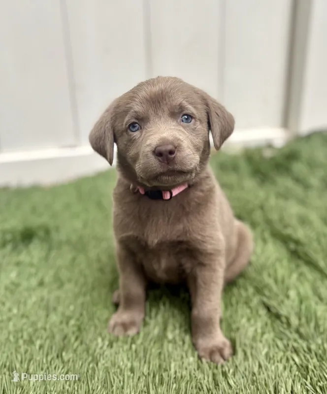 Daisy – Labrador Retriever puppy for sale in Centralia, IL