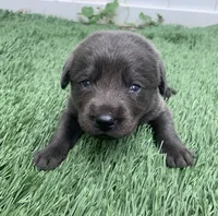 Coal , a male Labrador Retriever for sale in Centralia, IL – 4 of 6