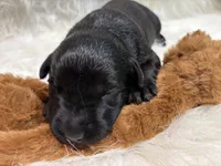 Charlie , a male Labrador Retriever for sale in Centralia, IL – 5 of 8