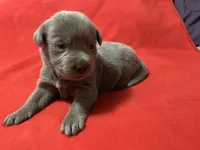 Bella, a female Labrador Retriever for sale in Centralia, IL – 2 of 4