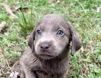 Lucy , a female Labrador Retriever for sale in Centralia, IL – 7 of 9