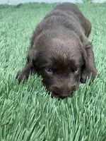 River, a female Labrador Retriever for sale in Centralia, IL – 4 of 8