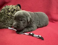 Shadow, a male Labrador Retriever for sale in Centralia, IL – Photo 4 of 8