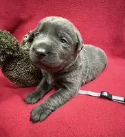 Shadow, a male Labrador Retriever for sale in Centralia, IL – Photo 1 of 8