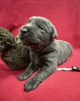 Shadow, a male Labrador Retriever for sale in Centralia, IL – Photo 5 of 8
