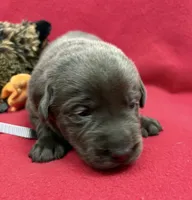 Shadow, a male Labrador Retriever for sale in Centralia, IL – Photo 8 of 8