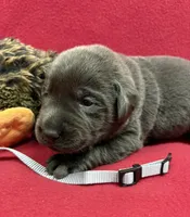 Shadow, a male Labrador Retriever for sale in Centralia, IL – Photo 7 of 8