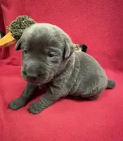 Shadow, a male Labrador Retriever for sale in Centralia, IL – Photo 3 of 8