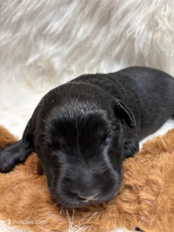 Charlie  – Labrador Retriever puppy for sale in Centralia, IL