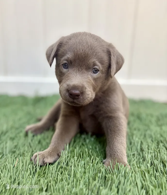 Bentley – Labrador Retriever puppy for sale in Centralia, IL