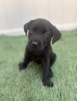 Ash , a male Labrador Retriever for sale in Centralia, IL – 9 of 10