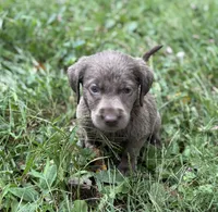  Nikki , a female Labrador Retriever for sale in Centralia, IL – 2 of 8