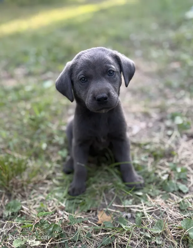 Sofia  – Labrador Retriever puppy for sale in Centralia, IL