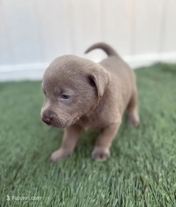 Cooper – Labrador Retriever puppy for sale in Centralia, IL