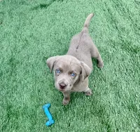Daisy, a female Labrador Retriever for sale in Centralia, IL – 6 of 7