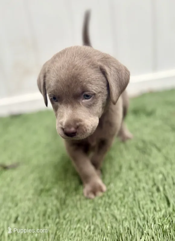 Cooper – Labrador Retriever puppy for sale in Centralia, IL