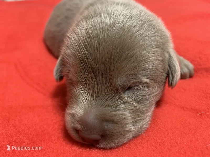 Cooper – Labrador Retriever puppy for sale in Centralia, IL
