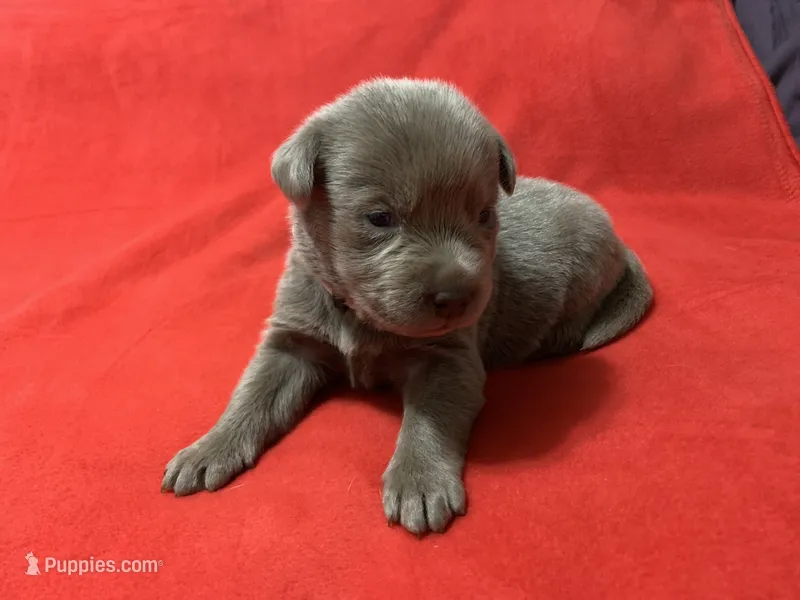 Bella – Labrador Retriever puppy for sale in Centralia, IL