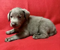 Remi , a female Labrador Retriever for sale in Centralia, IL – 1 of 5