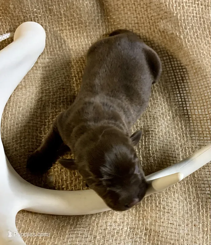 Sophi  – Labrador Retriever puppy for sale in Centralia, IL