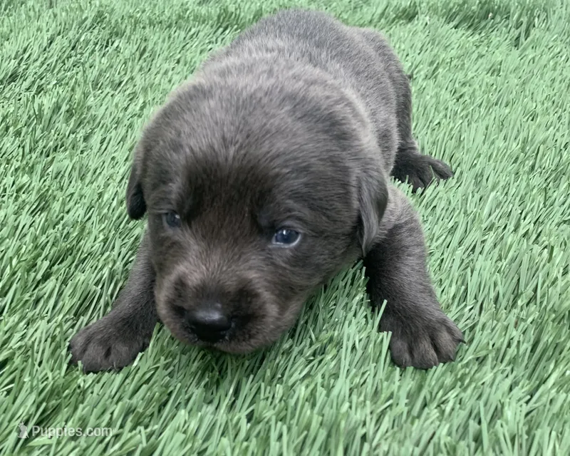 Coal  – Labrador Retriever puppy for sale in Centralia, IL