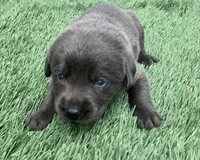 Coal , a male Labrador Retriever for sale in Centralia, IL – 1 of 6