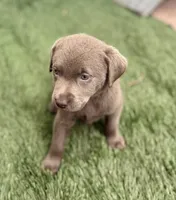 Bentley, a male Labrador Retriever for sale in Centralia, IL – 3 of 6