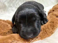 Charlie , a male Labrador Retriever for sale in Centralia, IL – 3 of 8