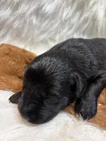 Black Jack , a male Labrador Retriever for sale in Centralia, IL – 4 of 6