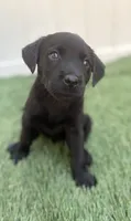 Ash , a male Labrador Retriever for sale in Centralia, IL – 8 of 10