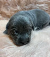 Willow, a female Labrador Retriever for sale in Centralia, IL – 3 of 7