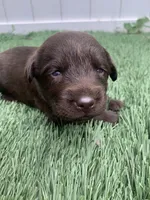 River, a female Labrador Retriever for sale in Centralia, IL – 3 of 8