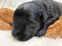 Black Jack , a male Labrador Retriever for sale in Centralia, IL – 3 of 6