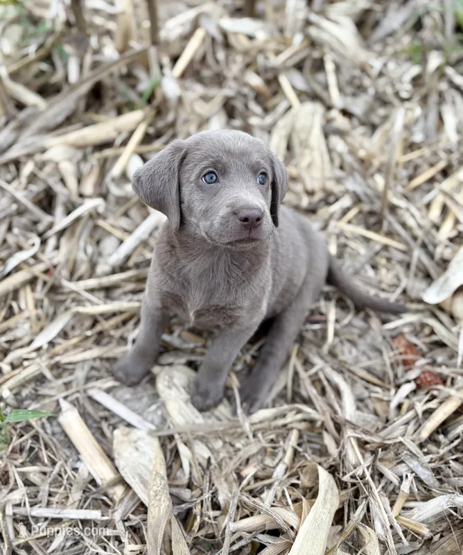  Nikki  – Labrador Retriever puppy for sale in Centralia, IL