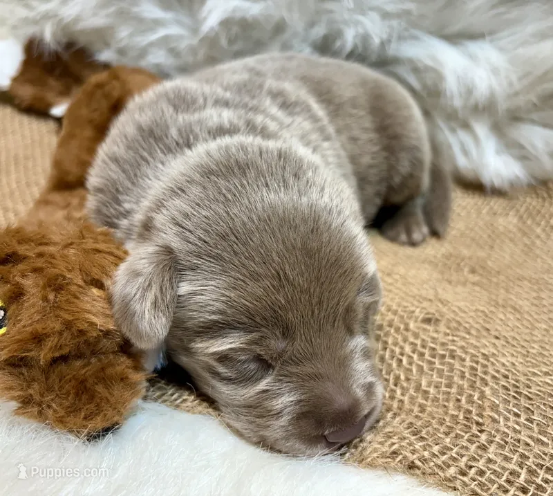 Magnum  – Labrador Retriever puppy for sale in Centralia, IL