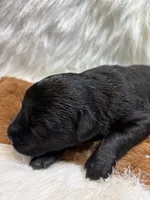 Black Jack , a male Labrador Retriever for sale in Centralia, IL – 6 of 6