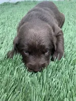 River, a female Labrador Retriever for sale in Centralia, IL – 7 of 8