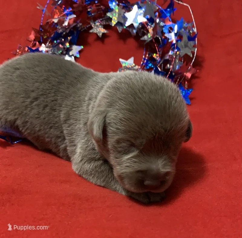 Skye – Labrador Retriever puppy for sale in Centralia, IL