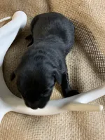 Sarge, a male Labrador Retriever for sale in Centralia, IL – 3 of 4