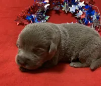 Prince , a male Labrador Retriever for sale in Centralia, IL – 2 of 6