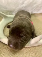 Remi, a female Labrador Retriever for sale in Centralia, IL – 5 of 7