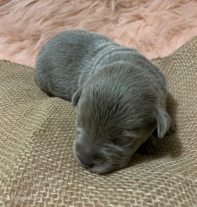 Daisy – Labrador Retriever puppy for sale in Centralia, IL