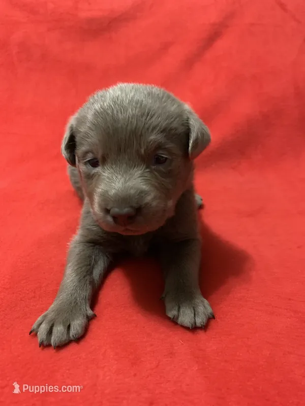 Bentley – Labrador Retriever puppy for sale in Centralia, IL