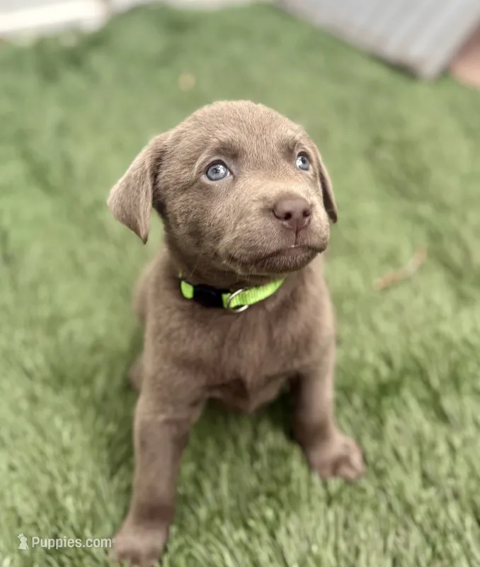 Bentley – Labrador Retriever puppy for sale in Centralia, IL