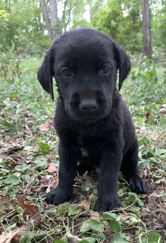 Buddy  – Labrador Retriever puppy for sale in Centralia, IL