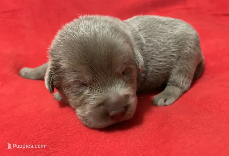 Bentley – Labrador Retriever puppy for sale in Centralia, IL