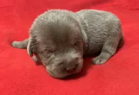 Bentley, a male Labrador Retriever for sale in Centralia, IL – 1 of 6