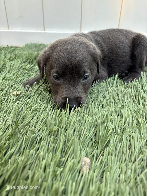 Rocky  – Labrador Retriever puppy for sale in Centralia, IL