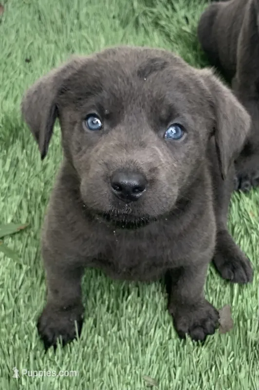 Coal  – Labrador Retriever puppy for sale in Centralia, IL